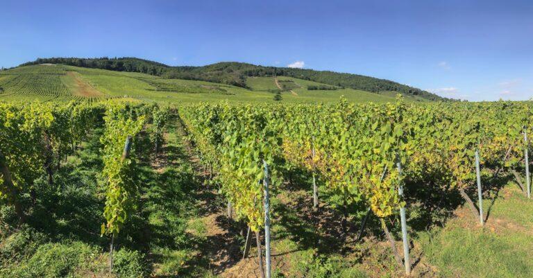 découvrez l'excellence des vins d'alsace, réputés pour leur diversité et leur qualité. explorez les cépages uniques qui font la renommée de cette région viticole, des arômes floraux aux saveurs fruitées. plongez dans l'univers des grands crus alsaciens et laissez-vous séduire par leur histoire et leur terroir.
