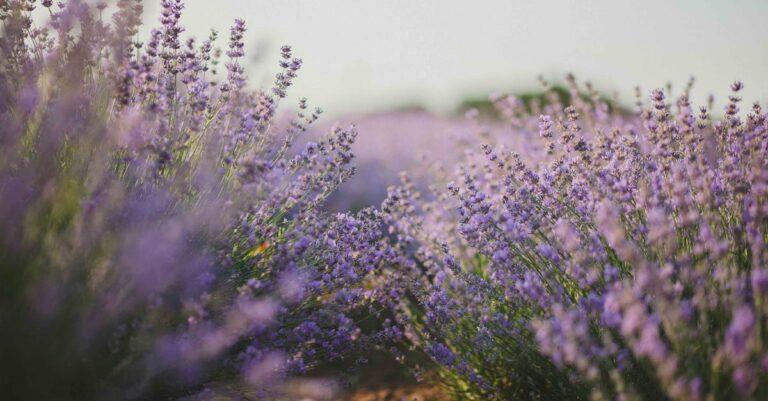 découvrez l'univers envoûtant des parfums avec notre sélection de fragrances uniques. que vous recherchiez un parfum floral, boisé ou gourmand, trouvez la fragrance qui vous correspond et éveillez vos sens. offrez-vous une expérience olfactive inoubliable.