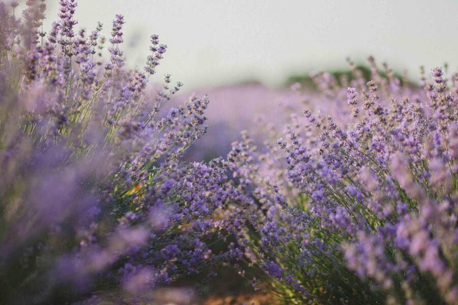 découvrez l'univers envoûtant des parfums avec notre sélection de fragrances uniques. que vous recherchiez un parfum floral, boisé ou gourmand, trouvez la fragrance qui vous correspond et éveillez vos sens. offrez-vous une expérience olfactive inoubliable.