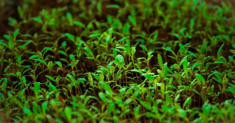 découvrez notre sélection de plantes couvre-sol idéales pour embellir votre jardin. apprenez à choisir des variétés adaptées à votre climat et découvrez leurs avantages pour le paysage et la biodiversité.