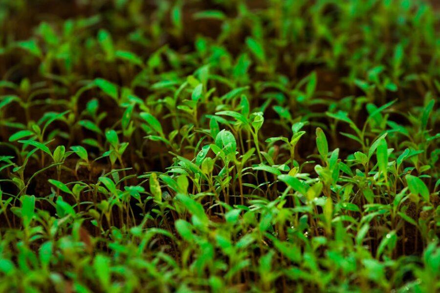 découvrez notre sélection de plantes couvre-sol idéales pour embellir votre jardin. apprenez à choisir des variétés adaptées à votre climat et découvrez leurs avantages pour le paysage et la biodiversité.