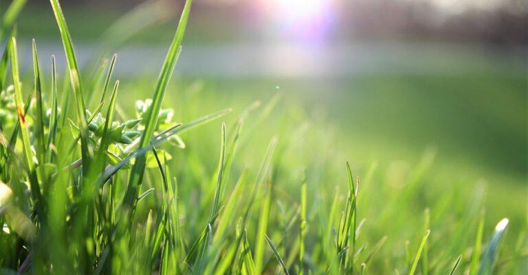 découvrez nos conseils pour entretenir votre pelouse : astuces de jardinage, choix des semences, techniques d'arrosage, et bien plus encore pour avoir un gazon verdoyant et en pleine santé.