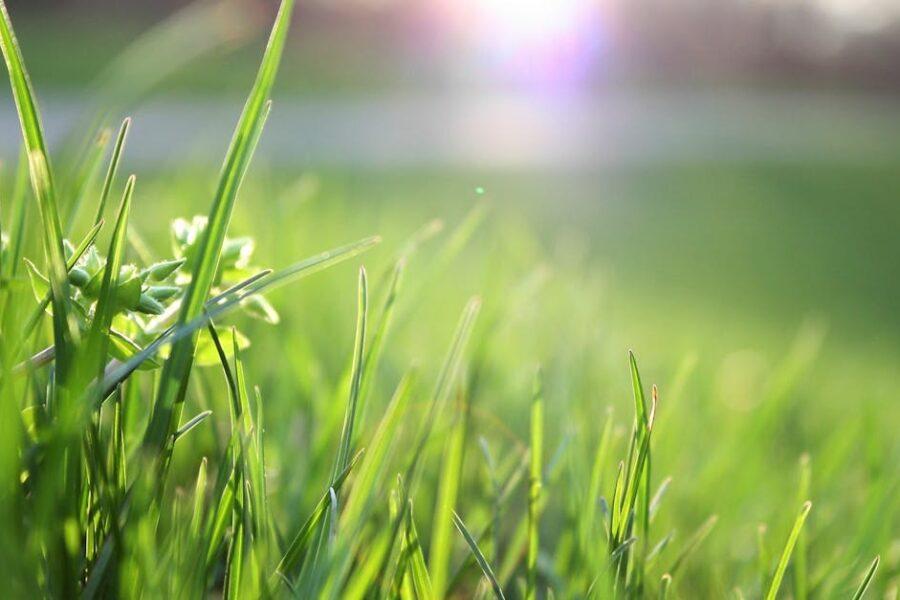 découvrez nos conseils pour entretenir votre pelouse : astuces de jardinage, choix des semences, techniques d'arrosage, et bien plus encore pour avoir un gazon verdoyant et en pleine santé.