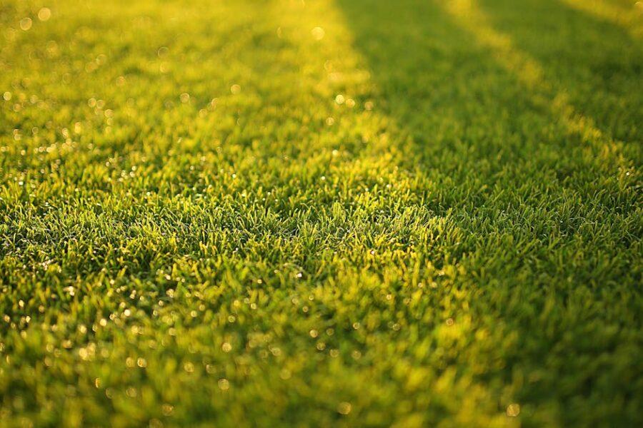 découvrez nos services d'entretien de pelouse pour garder votre jardin verdoyant et en pleine santé. profitez de notre expertise en tonte, fertilisation et traitement des maladies des plantes pour créer un espace extérieur accueillant et agréable.