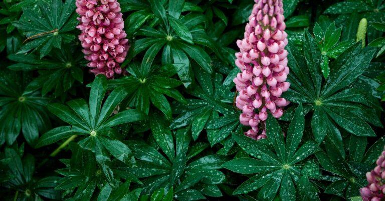 découvrez les plantes vivaces (perennials) : des espèces robustes qui fleurissent année après année, idéales pour embellir votre jardin avec peu d'entretien. apprenez à choisir et entretenir ces trésors botaniques pour un espace extérieur épanouissant.